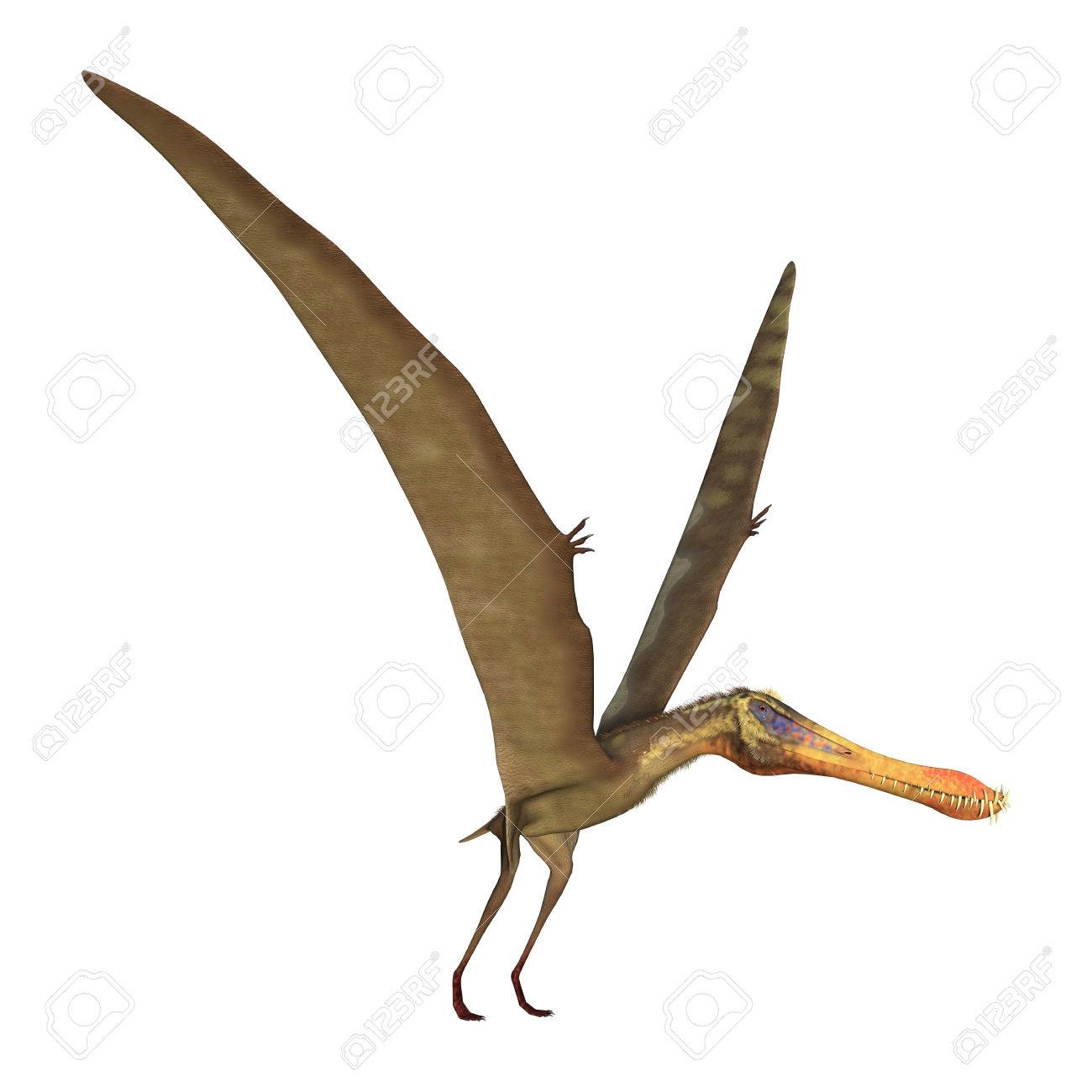 3d Rendering Of A Pterodactyl Anhanguera Isolated On White