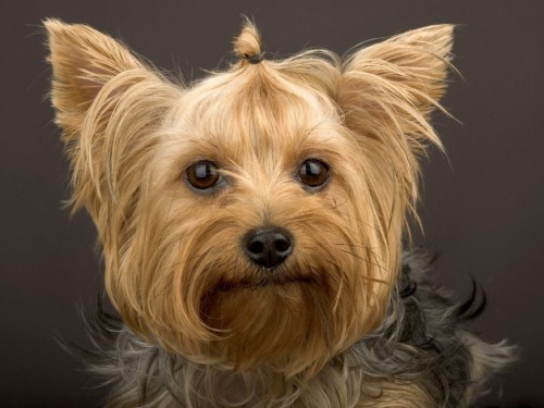 Yorkshire Terrier Screensaver For Your Puter