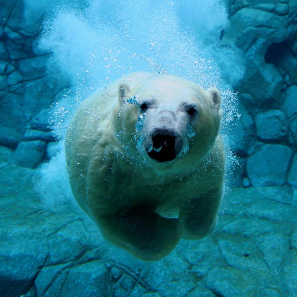 iPad Wallpaper Diving Bear