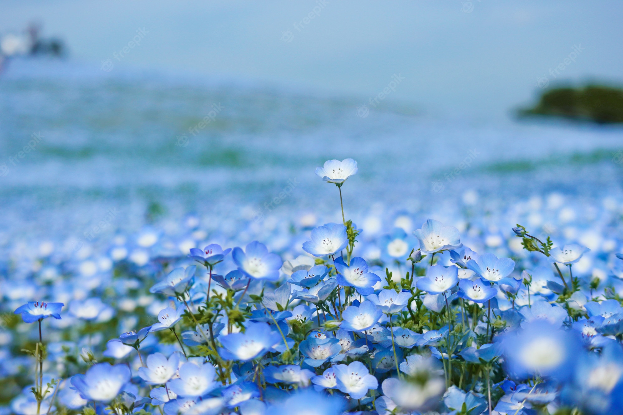 Premium Photo Blue Nemophila Flowers Land At Hitachi Seaside
