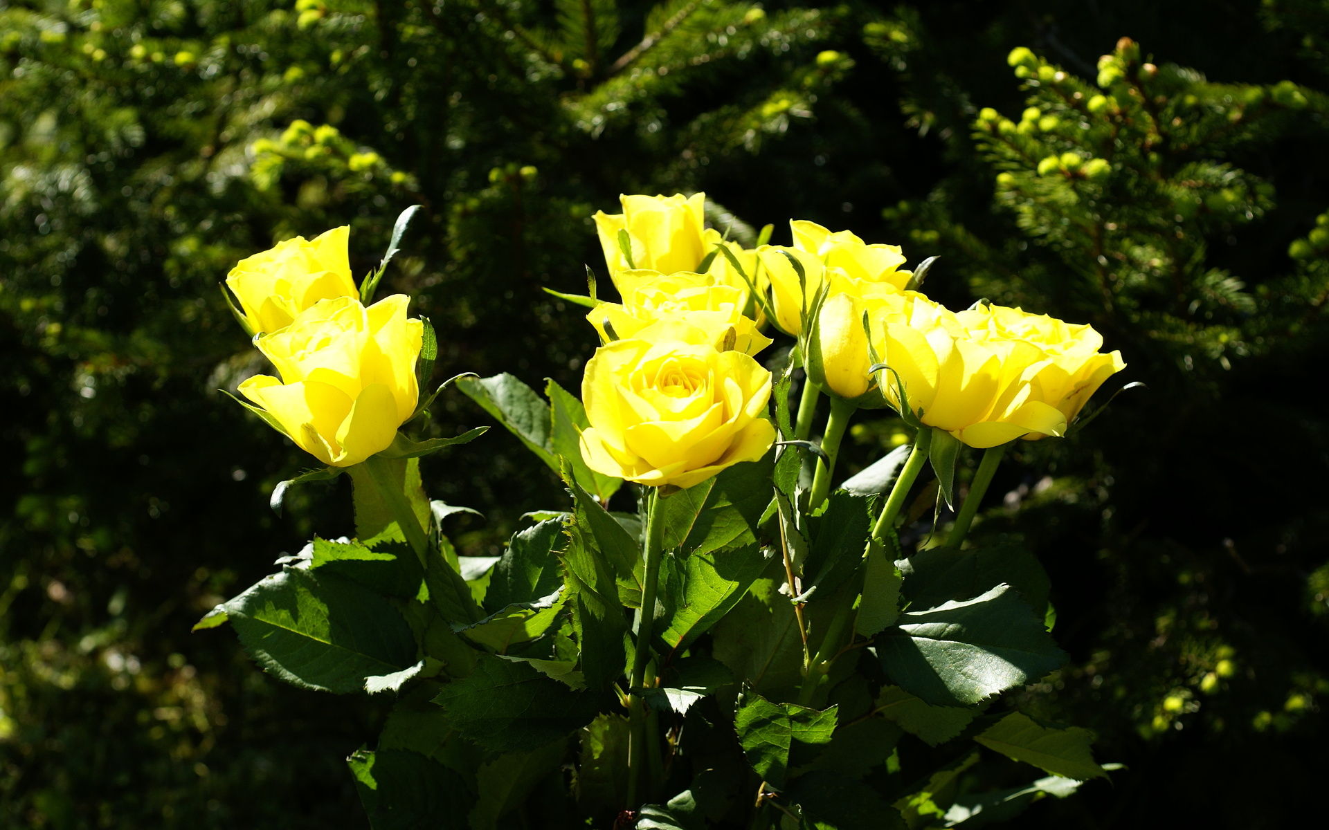 Photos Rose Roses World Photo Ideal Photography Yellow