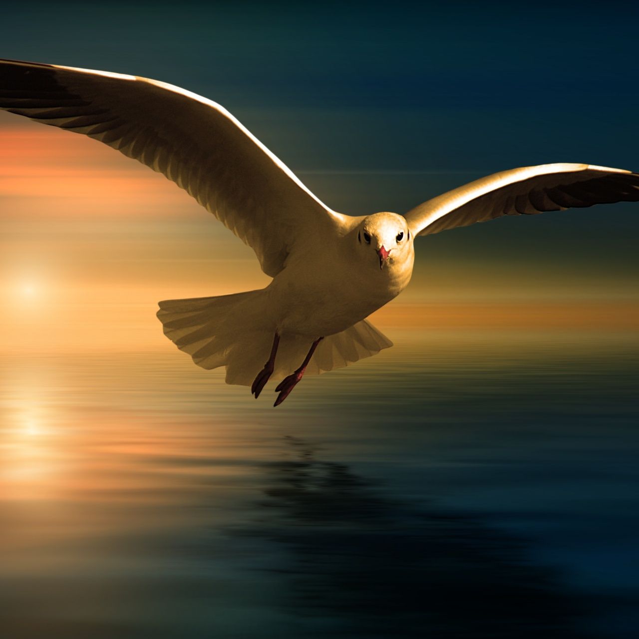 Flying Bird Wallpaper