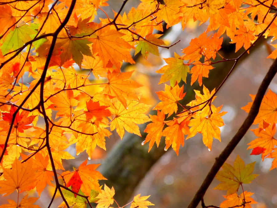 X Autumn Wallpaper