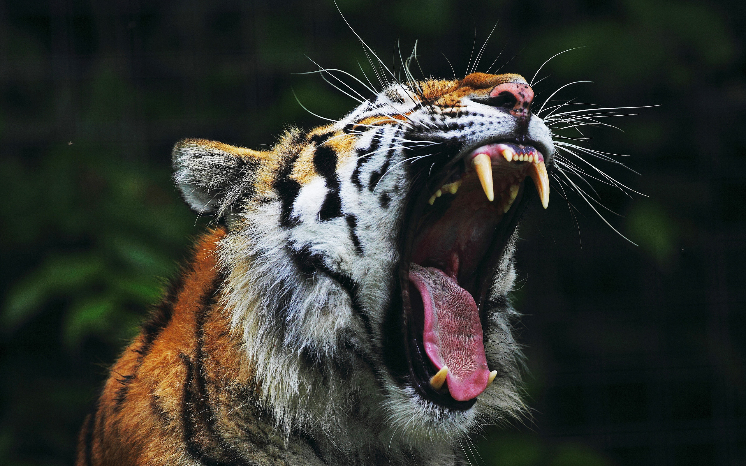 Tiger Big Mouth Wallpaper