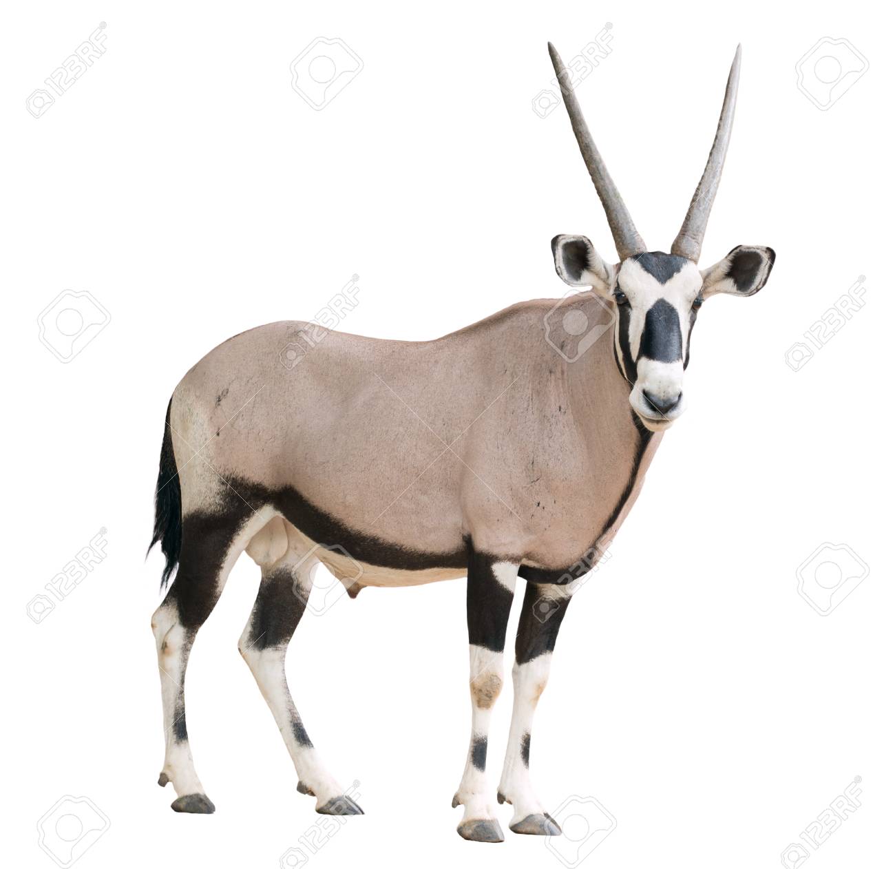 Gemsbok Or Oryx Gazella Isolated On White Background Stock Photo