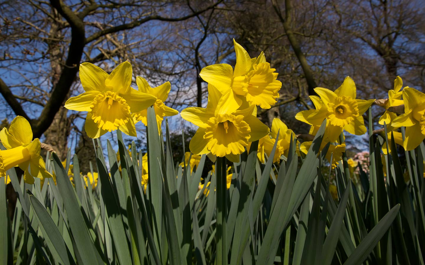 Desktop Background Of A Field Bright Yellow Daffodils Ed From
