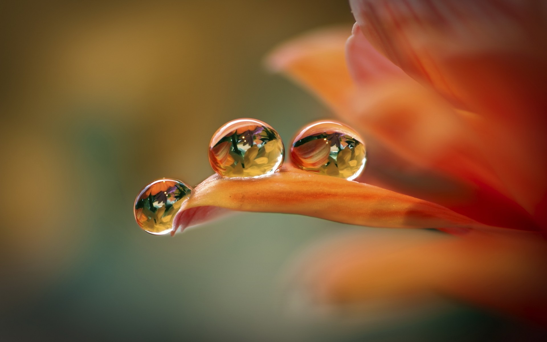Water Droplets Wallpaper