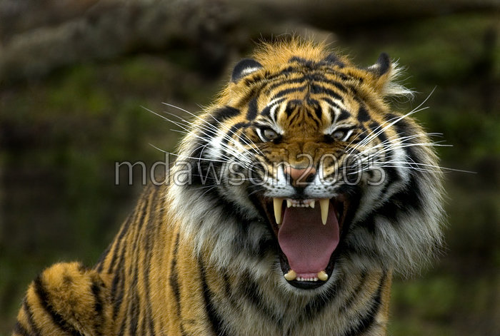 Image Gallary 1 Angry Tiger Face PicturesTiger wallpapers
