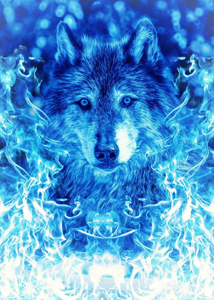 Blue Wolf Wallpaper