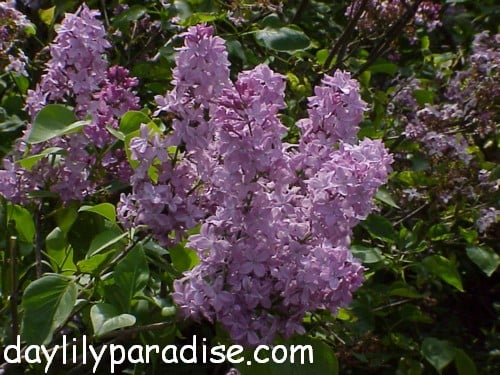 Purple Lilac Tree Lilac tree shrub 500x375