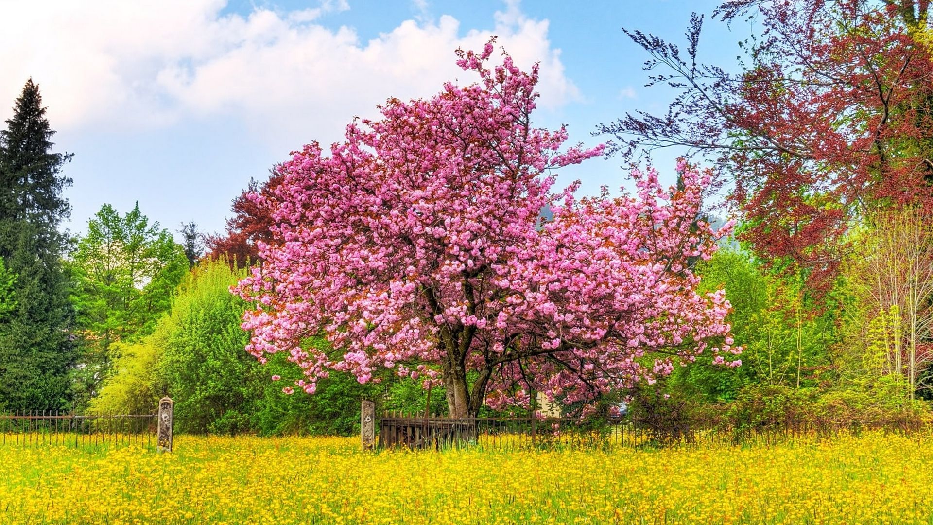 Spring Cherry Blossom Wallpaper High Definition
