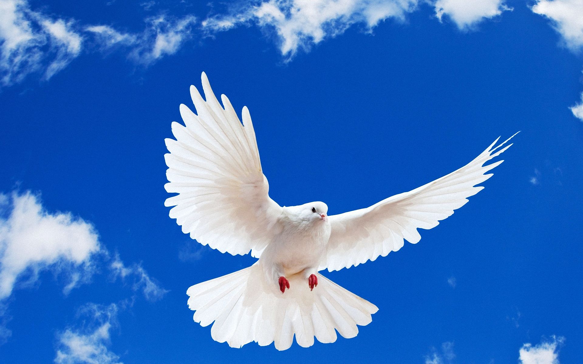 Dove Flying 1920x1200 WallpapersDove 1920x1200 Wallpapers Pictures 1920x1200