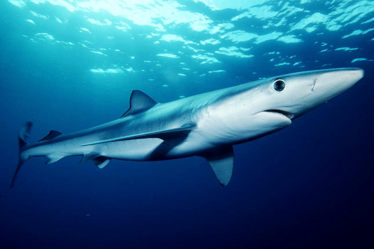 Diving With Blue Sharks Wallpaper HD 1080p