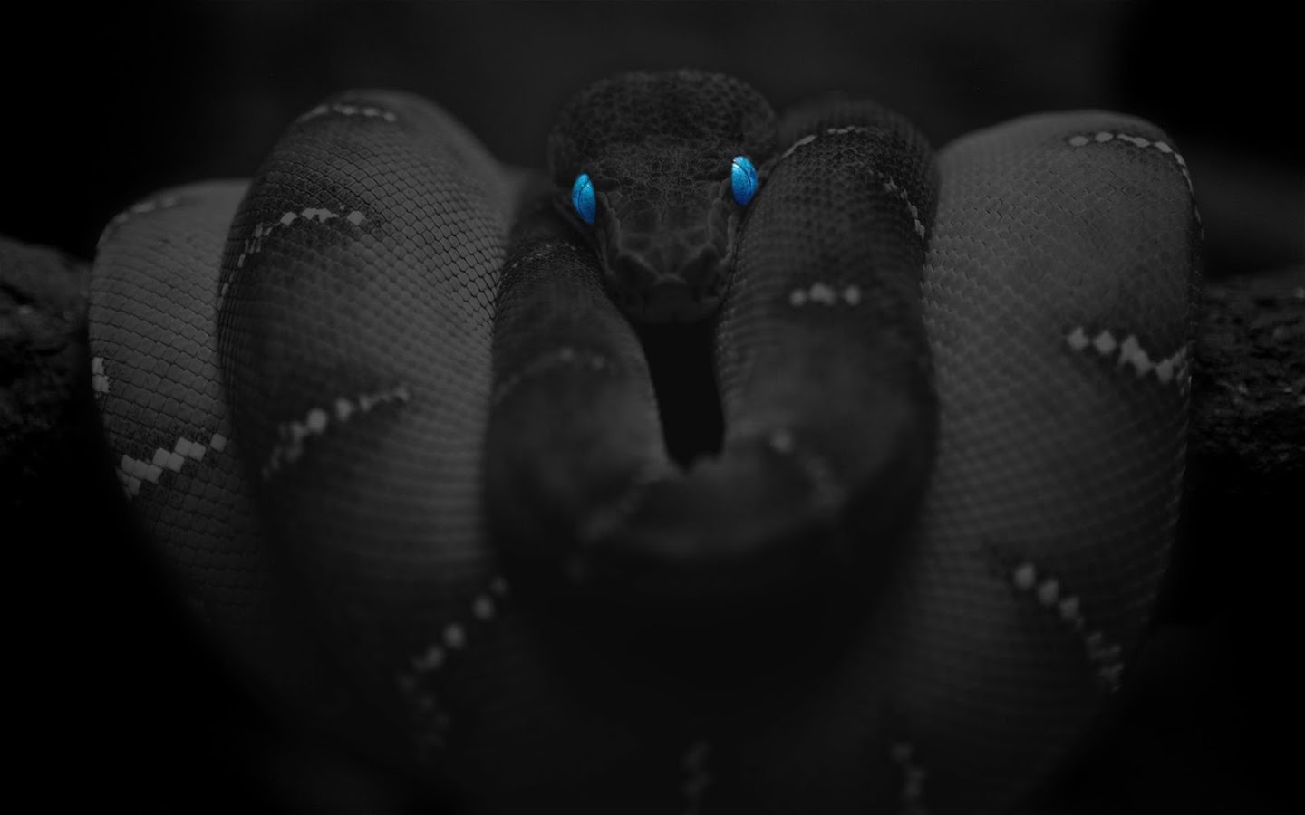 Snake Black HD Live Wallpaper Android Apps On Google Play