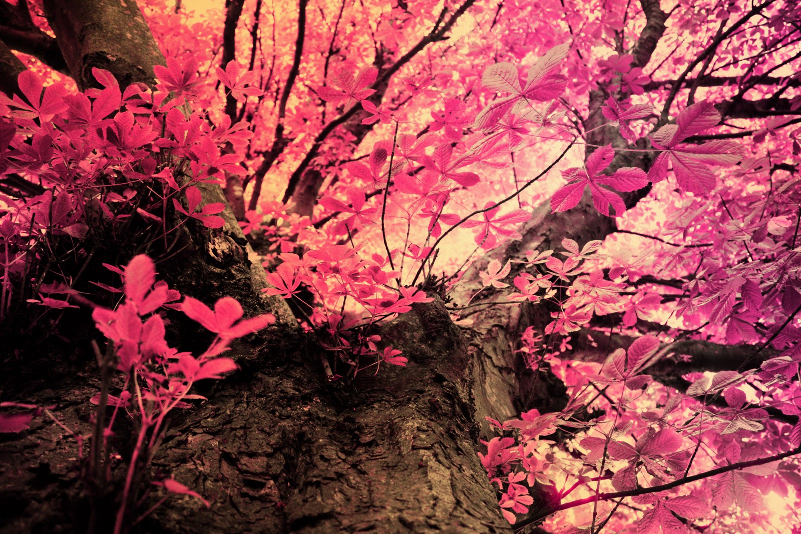 Wallpaper Pink Mossy Oak X Kb Animatedgif HD
