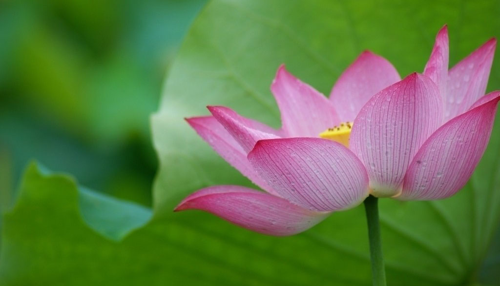 Pink Lotus Flower Wallpaper Pictures Image