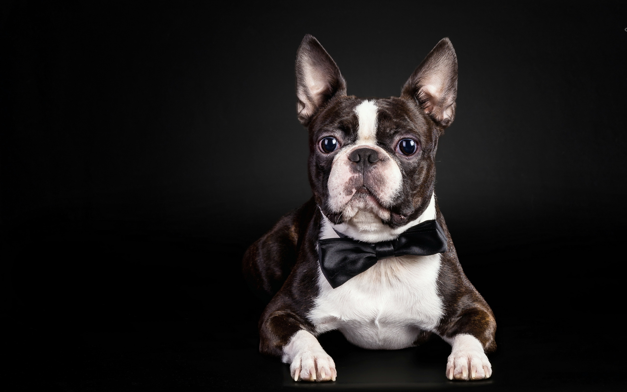 French Bulldog Full HD Wallpaper And Background