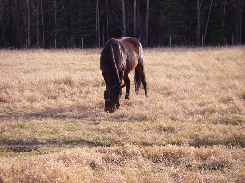 Horse Grasing In The Fall Sun Animals Horses HD Desktop Wallpaper