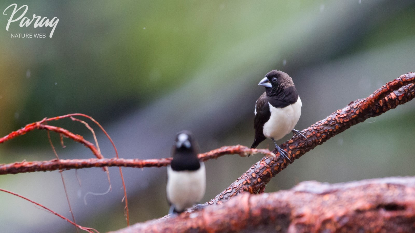 White Rumped Munia