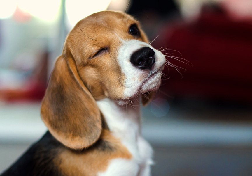 Dog Beagle Wallpaper