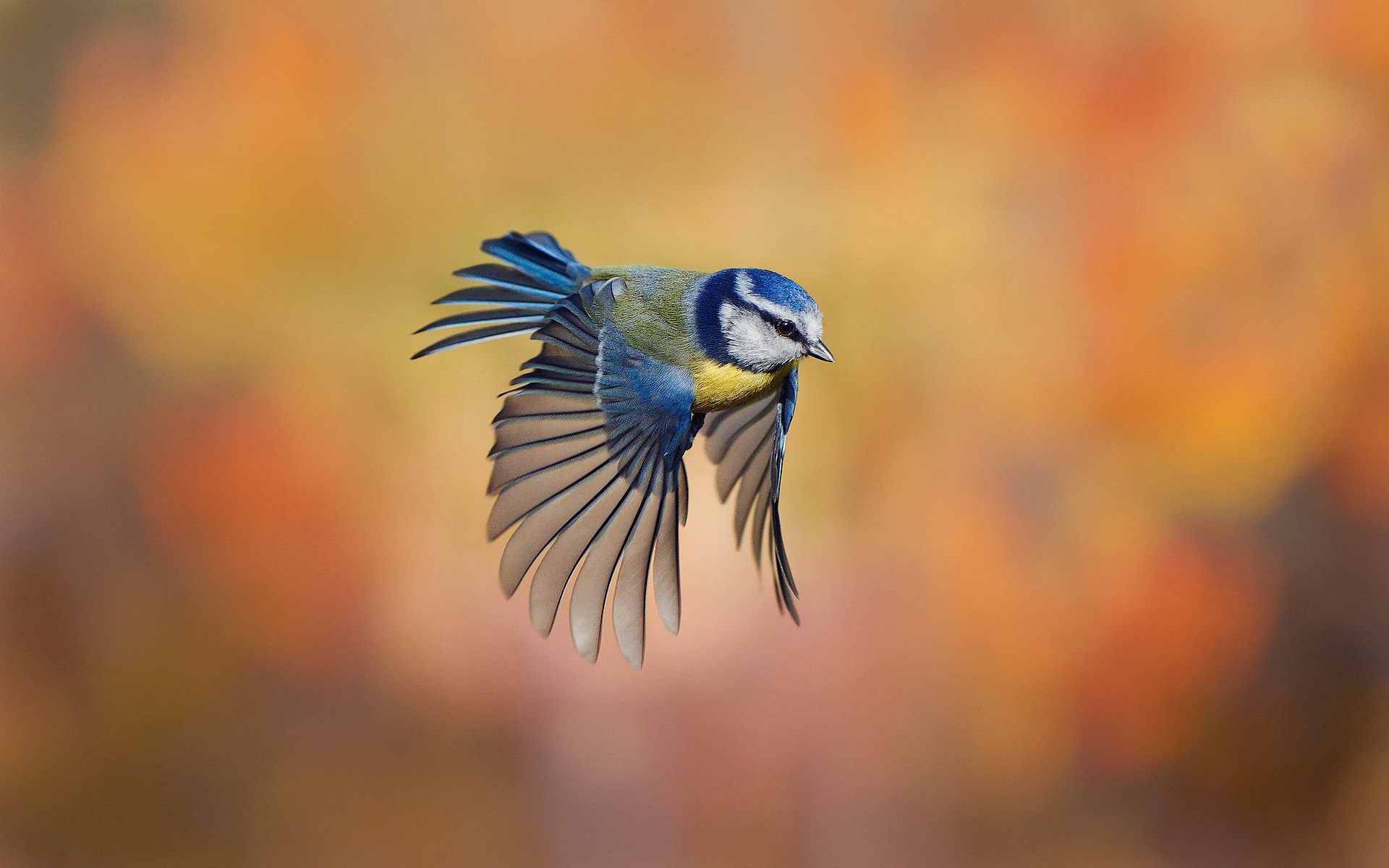 Flying Birds Desktop Wallpapers   THIS Wallpaper birds Flying