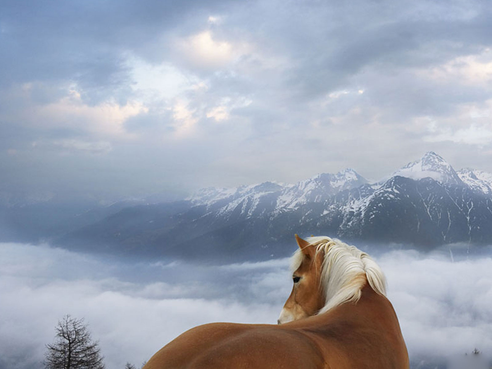 Brown Horse And Mountains Wallpaper Beautiful Horses