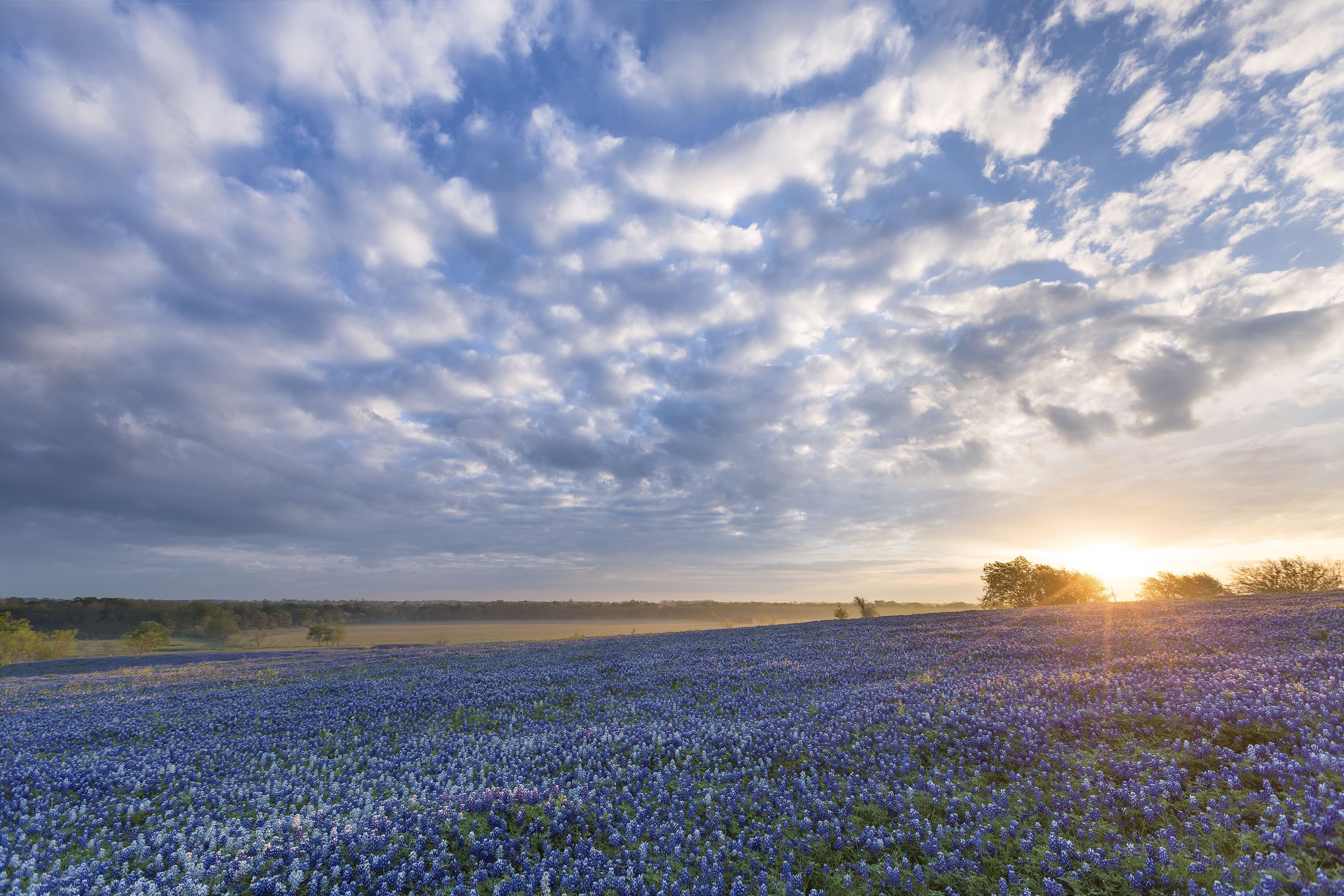 Bluebon Sunrise Ennis Texas Flowers Field Wallpaper Background