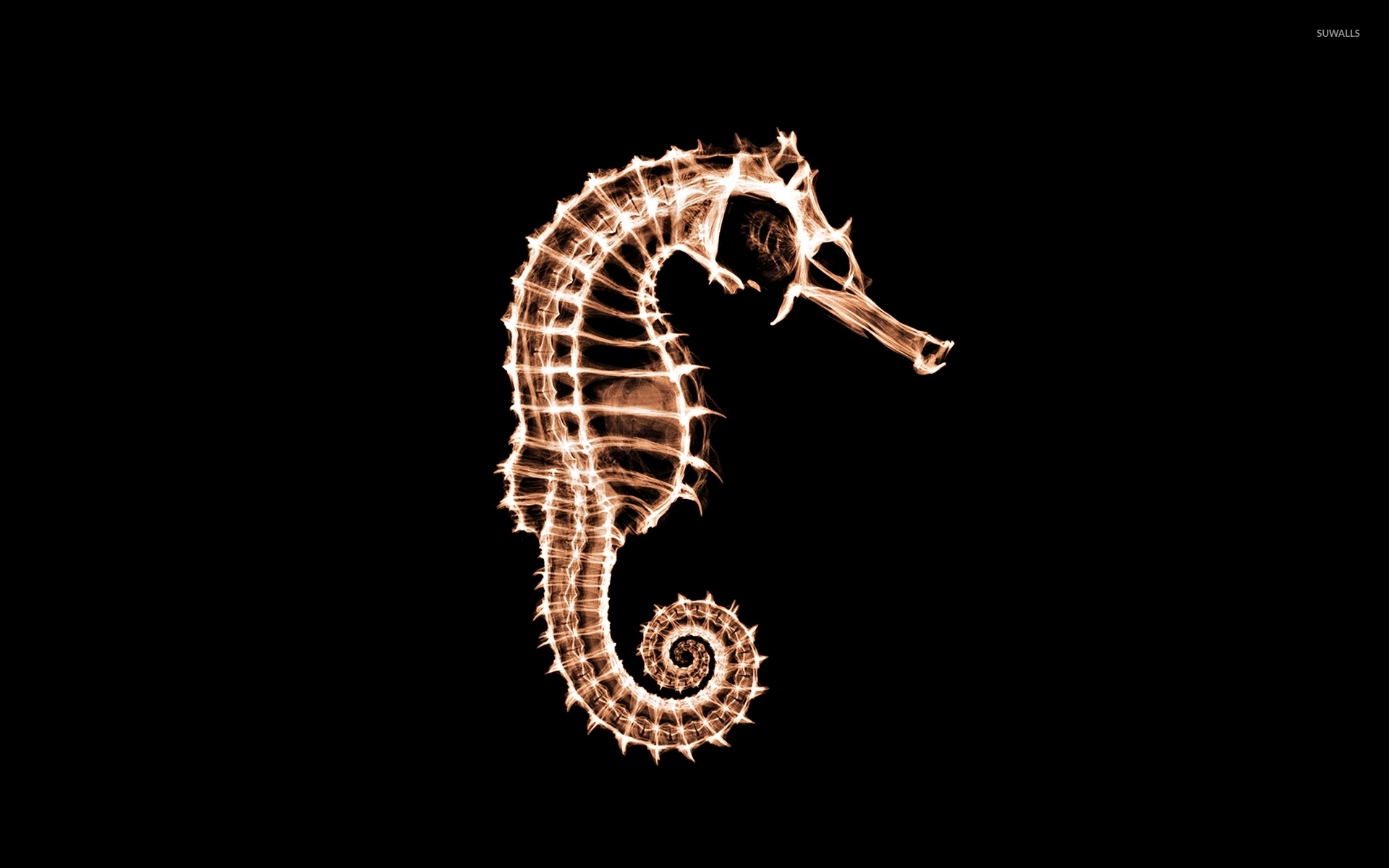 Seahorse Wallpaper