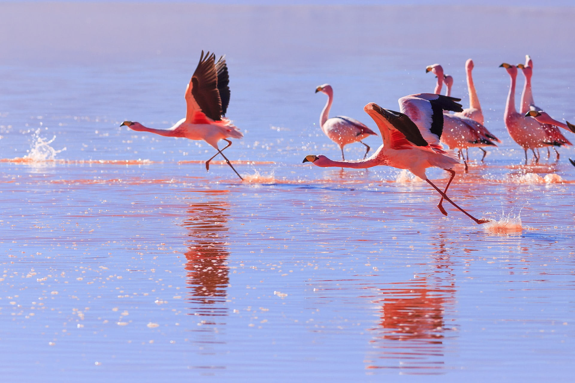 Cool Flamingo Wallpaper For 1080p