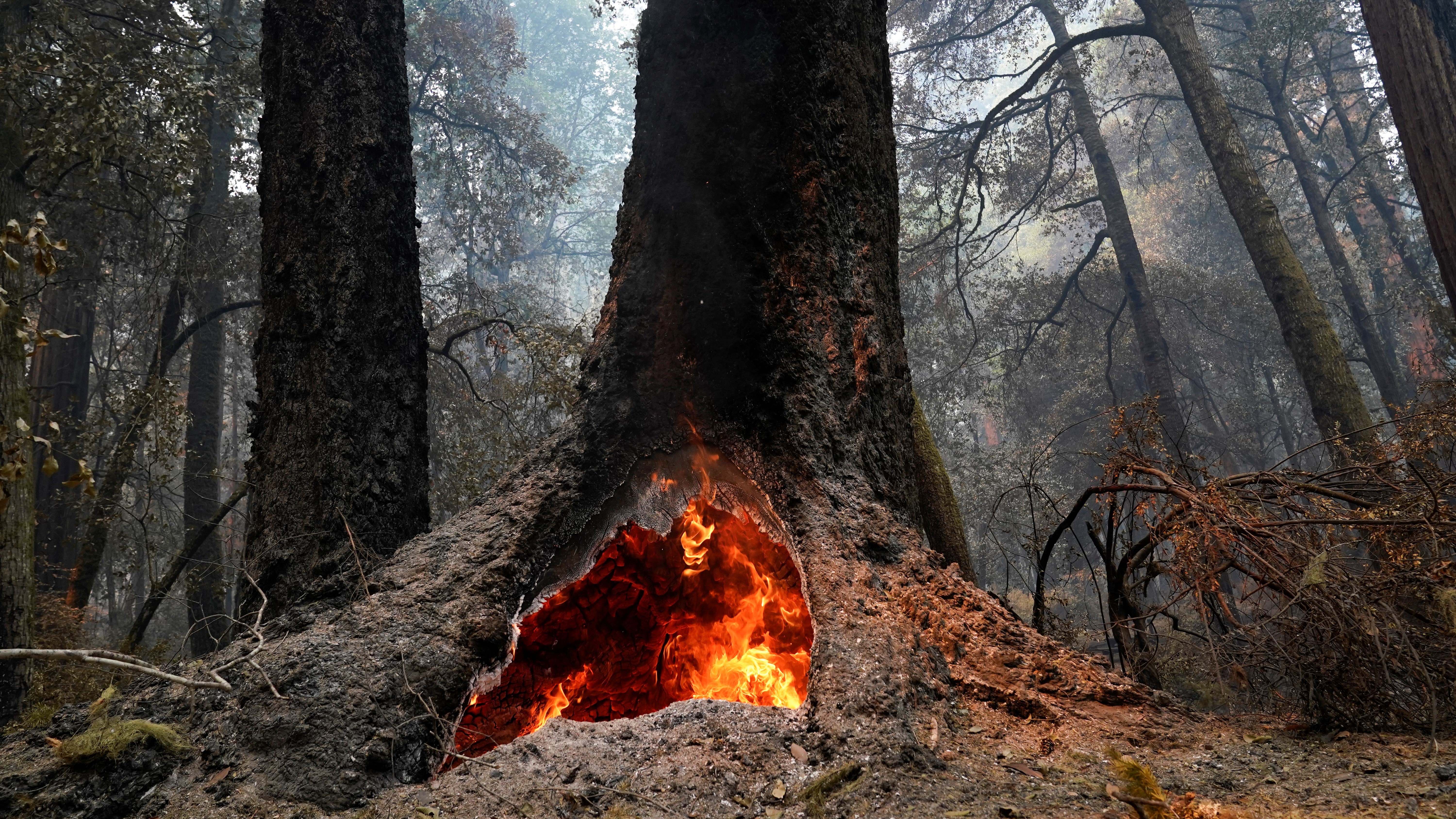 Big Basin Redwoods State Park Survives Czu Lightning Plex Fire