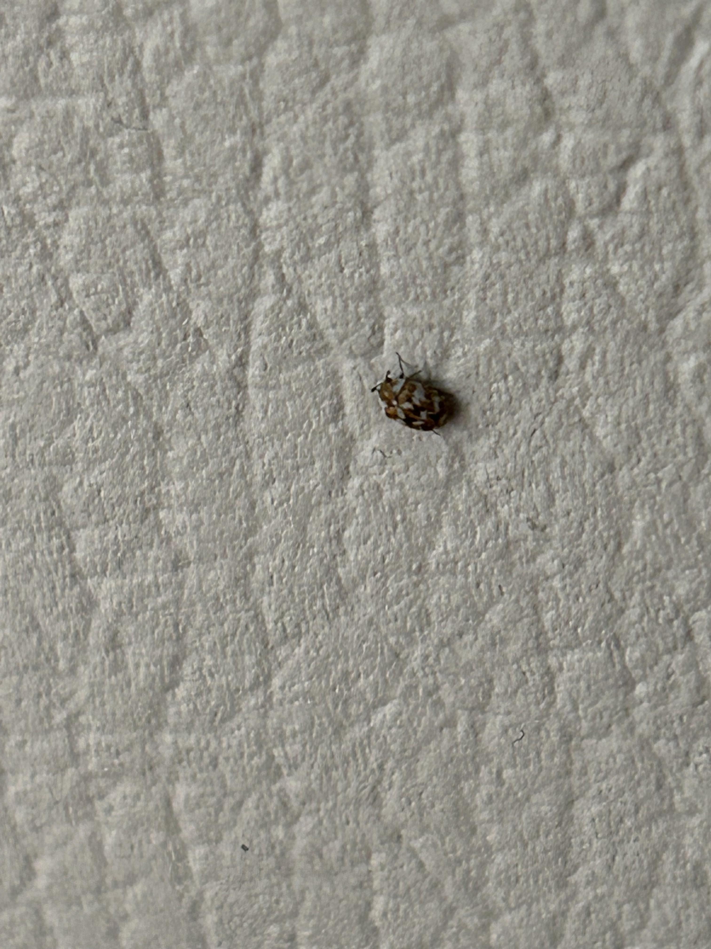 Is This A Carpet Beetle Wallpaper