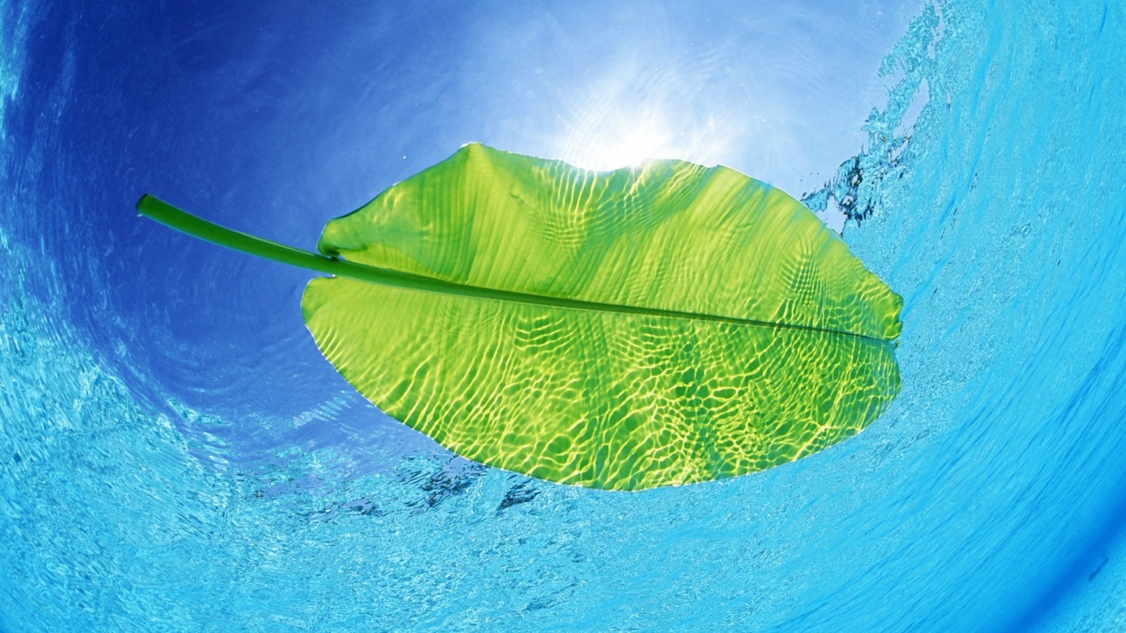 Description A Leaf In Water Wallpaper Desktop