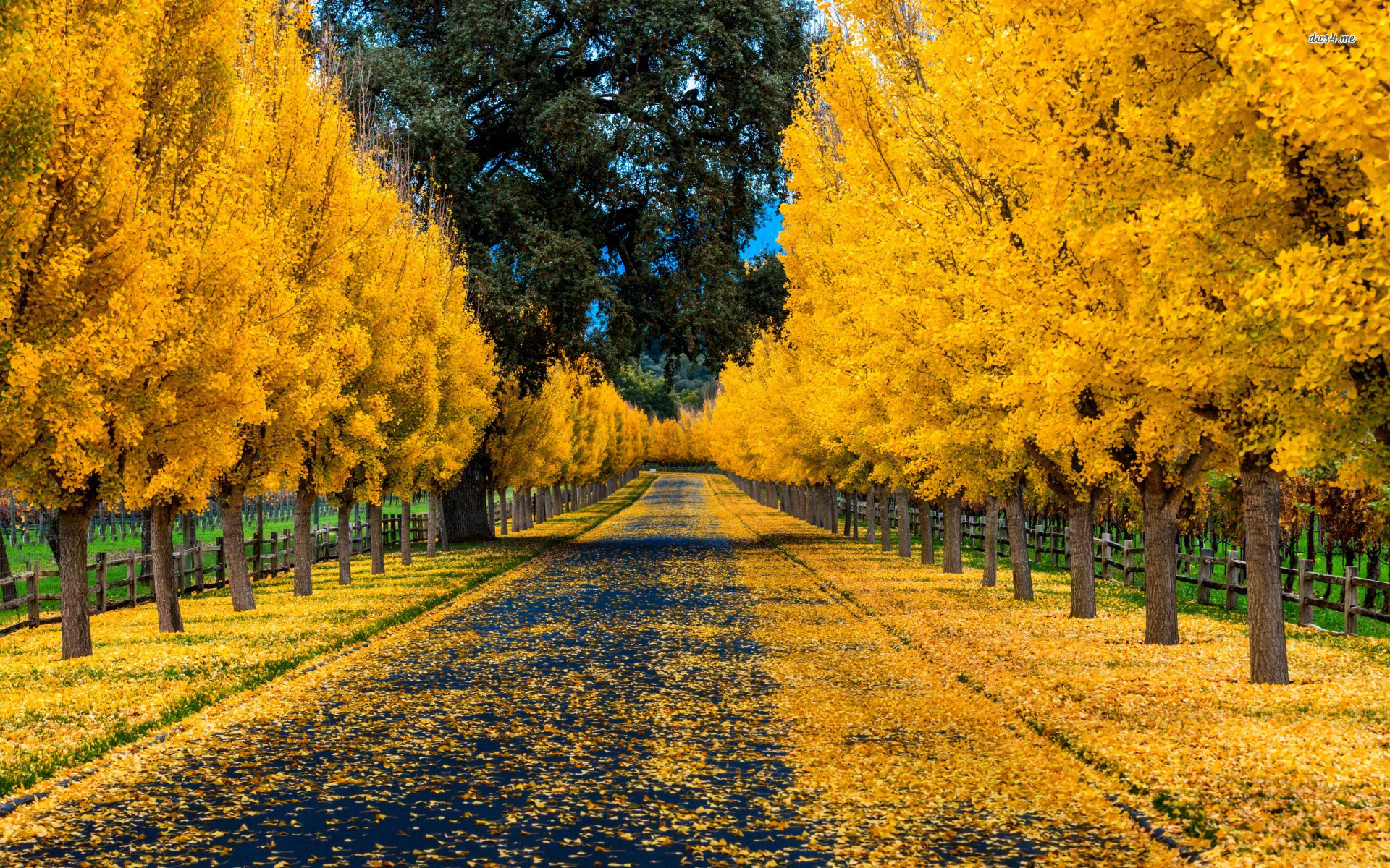 Golden Autumn Trees Wallpaper