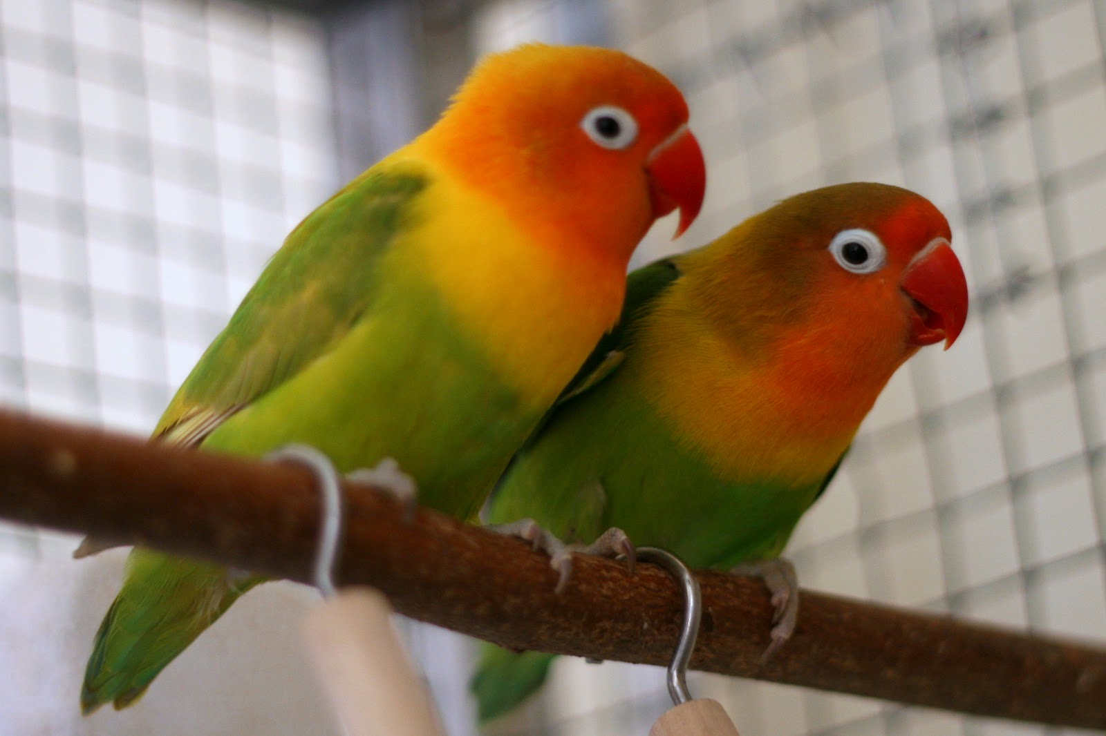 Cute Love Birds Hd Wallpaper