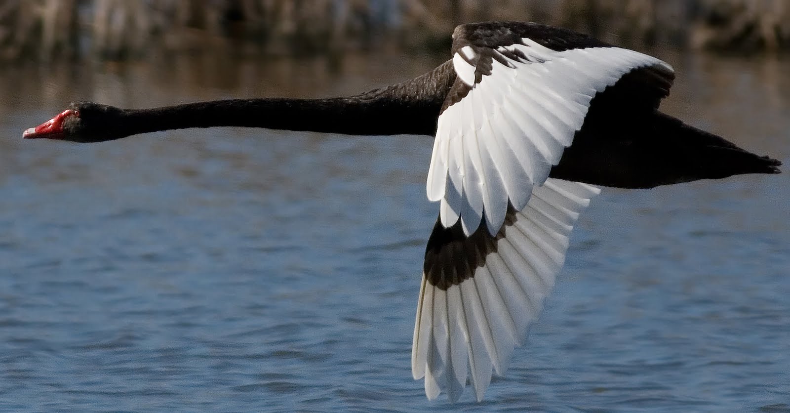 Black Swan Background
