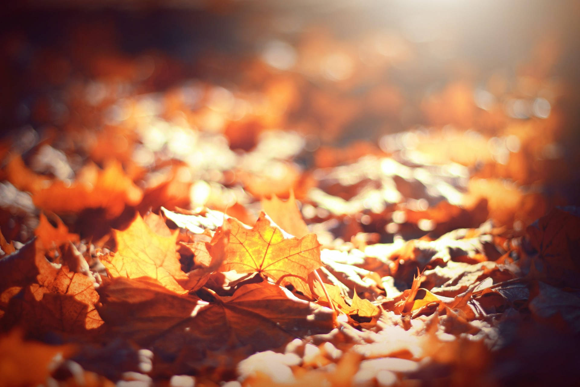 Fall Aesthetic Wallpaper