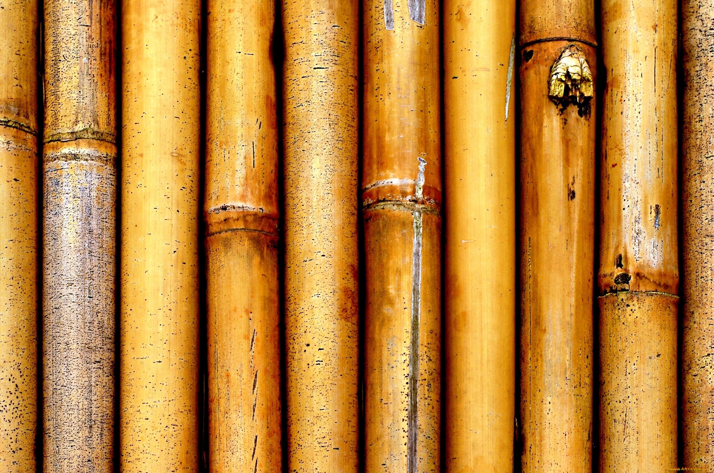 Texture Bamboo Photo
