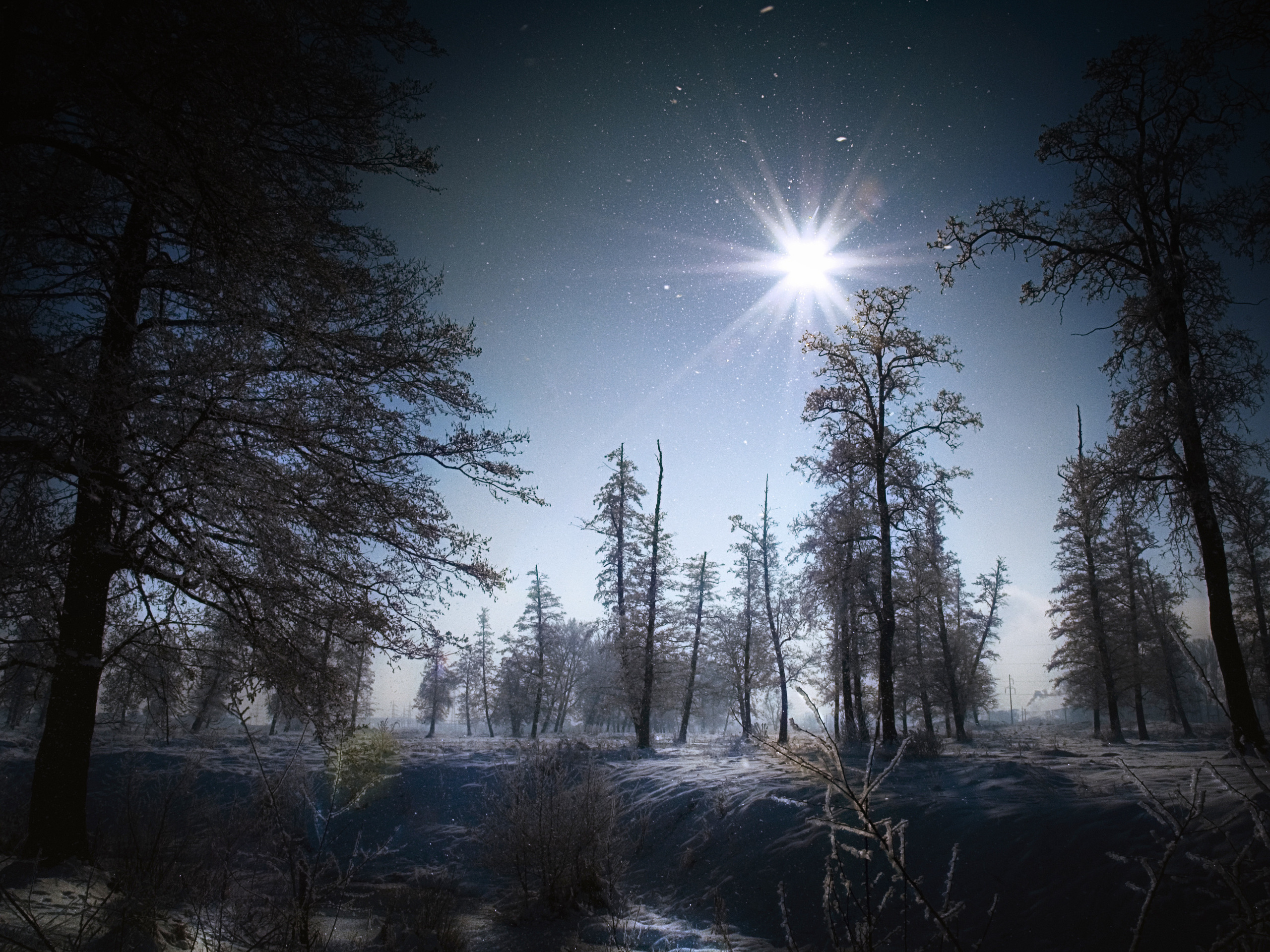 Wallpaper Winter Forest At Night Under The Starry Sky