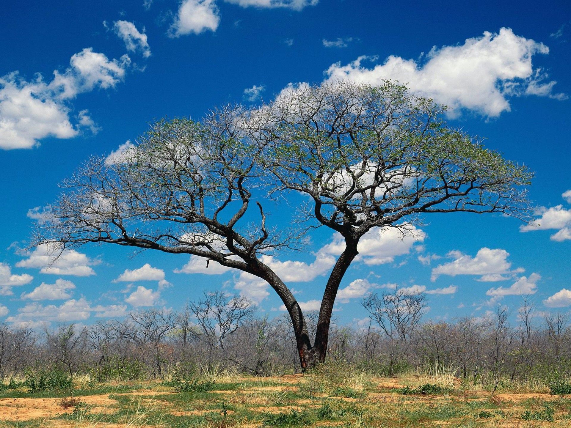 Nature Shakawe Botswana Desktop Wallpaper Nr