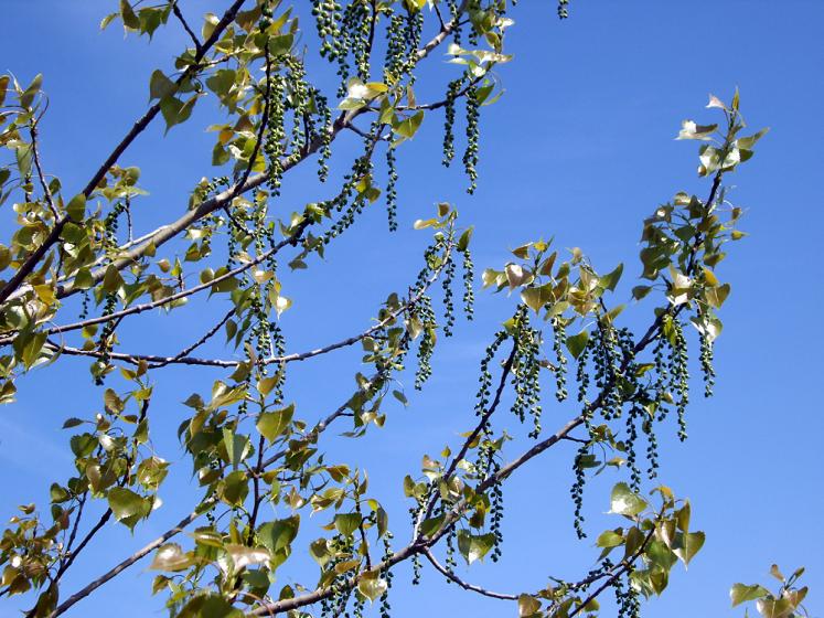 Ontario Birch Tree In Spring Photos Canada N6406