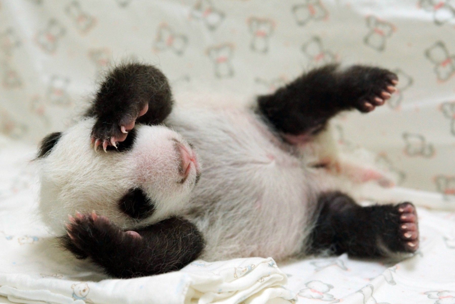 An adorable baby panda lies on its back on a soft blanket, its paws playfully covering its face