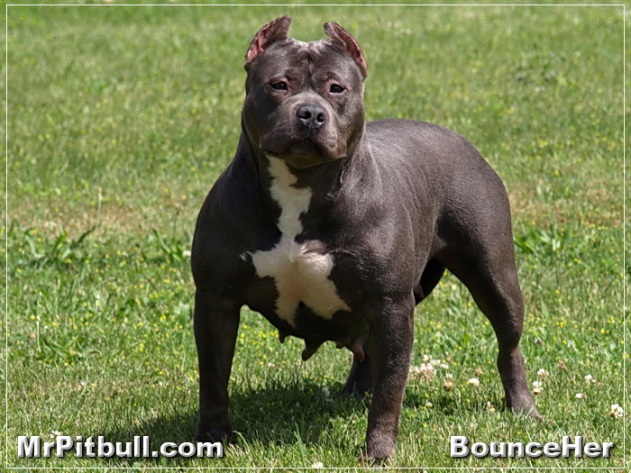 Blue Bully Pitbulls Michigan Are You Looking For