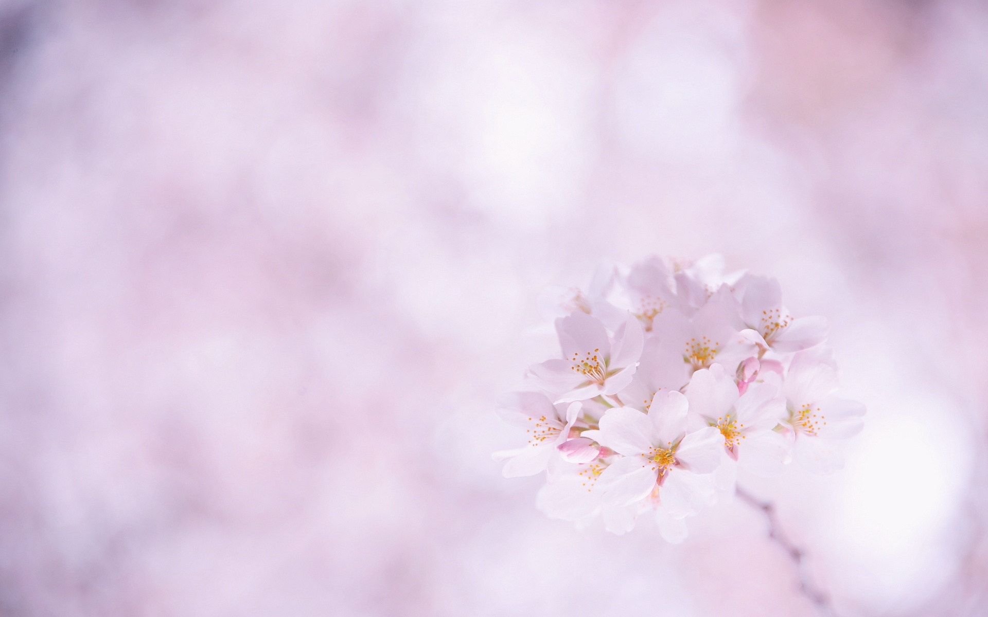 Sakura Flower Puter Wallpaper Desktop Background Kb