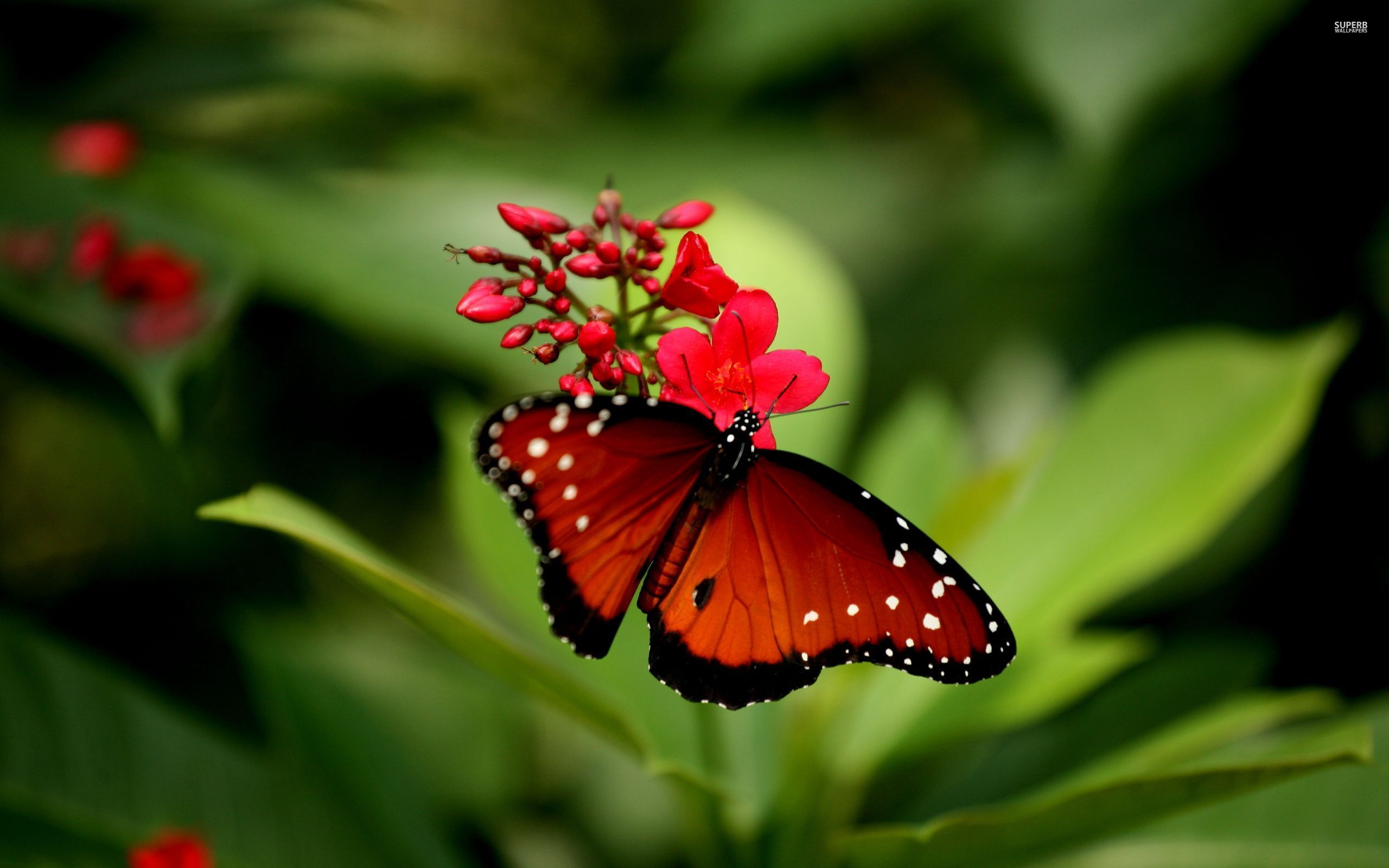 Red Butterfly Wallpaper Dark And Pink 3d