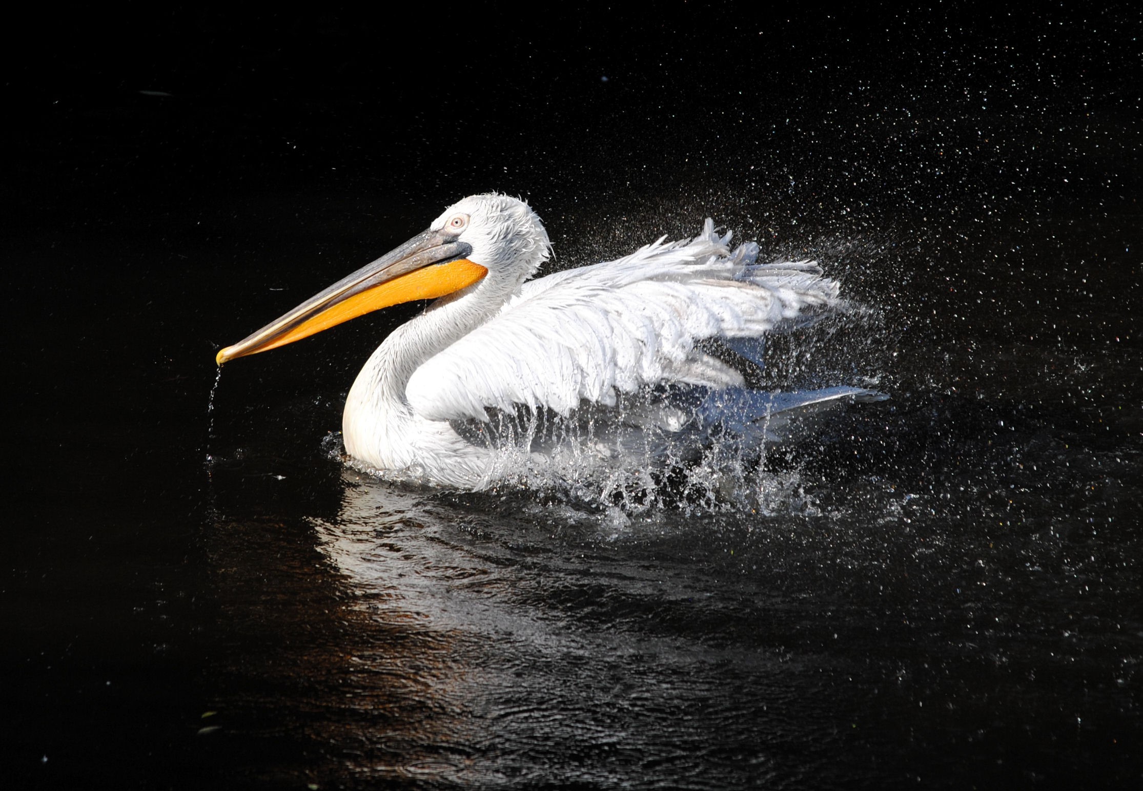 Pelicans HD Wallpaper