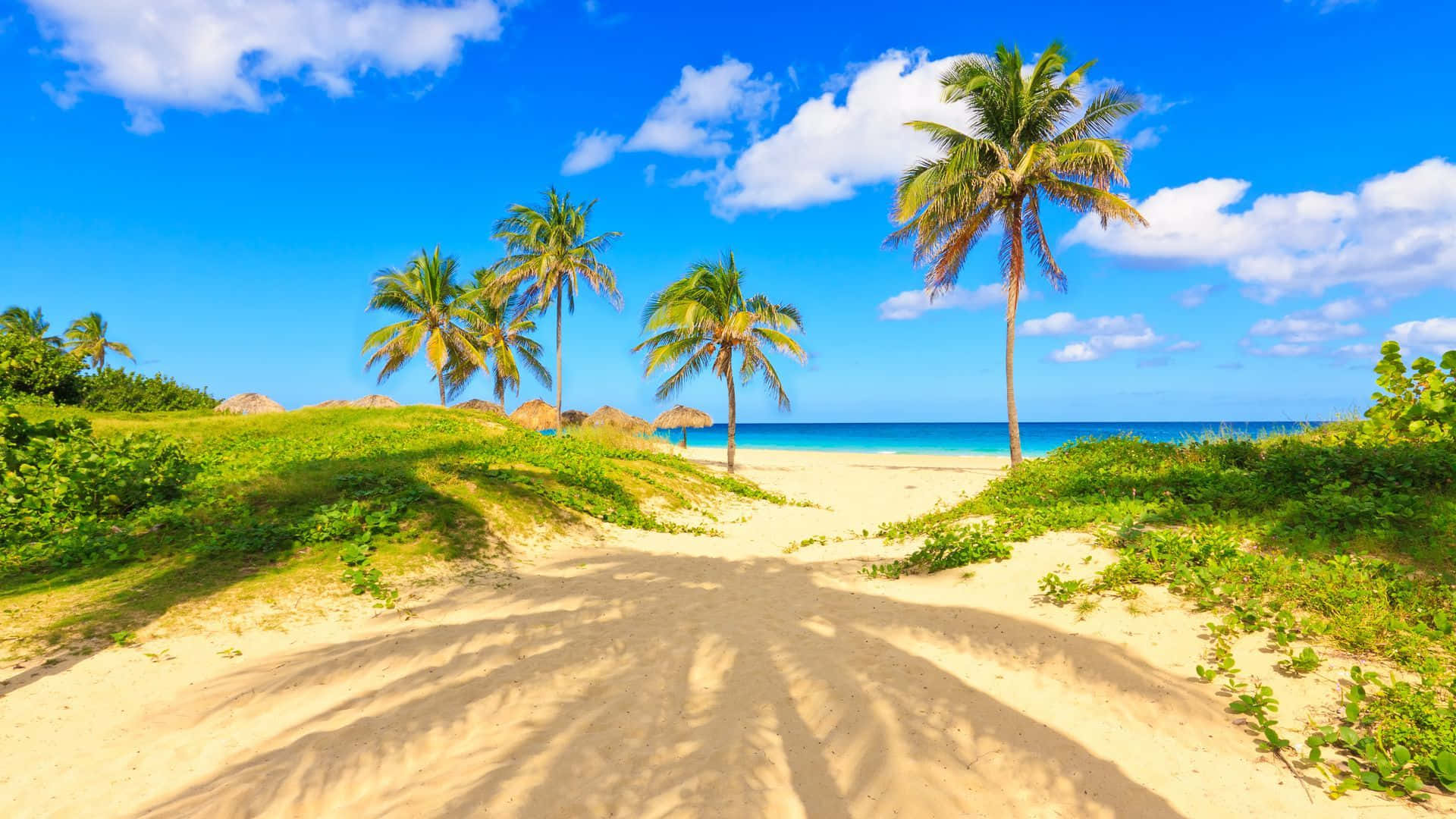 Palm Tree Beach Wallpaper