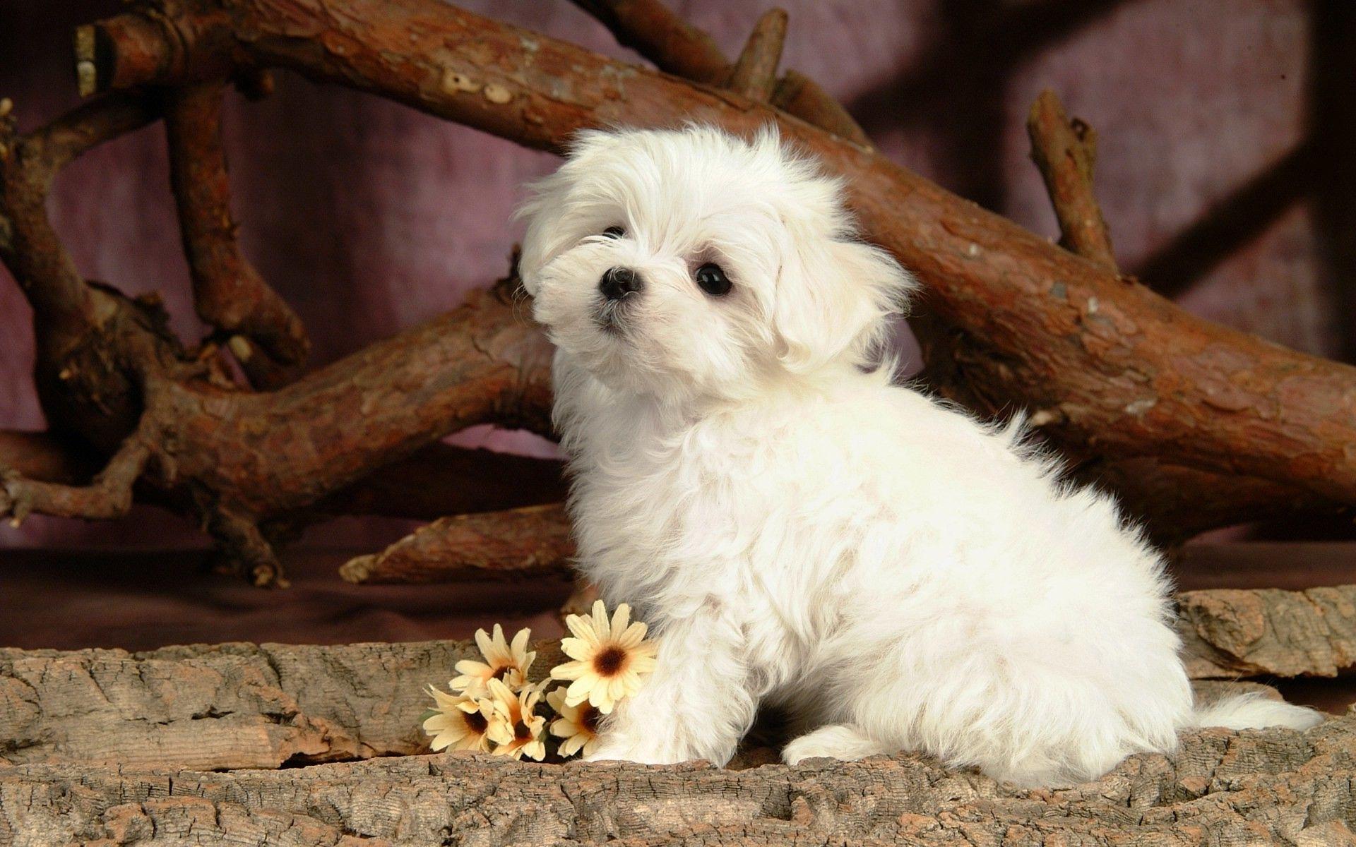 Cool Dog Background