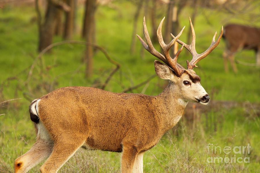 A Broadside Of Black Tailed Deer Buck Photograph By Max