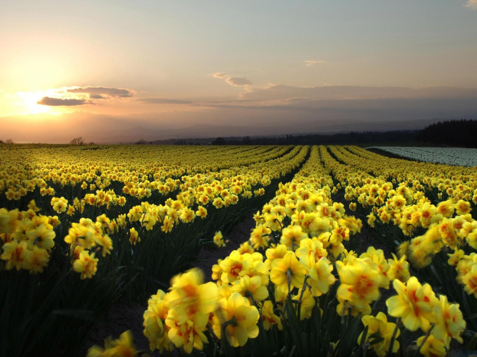 Huge Field Of Daffodils Wallpaper At Sunset
