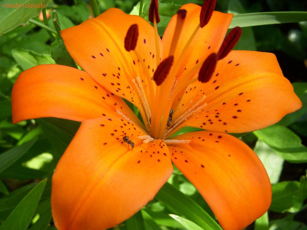 Lily Flower Wallpaper Hd Wallpapers Download 1024x768